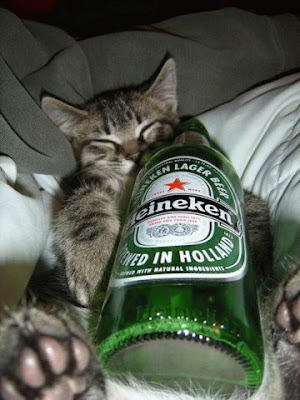 drunk cat pictures