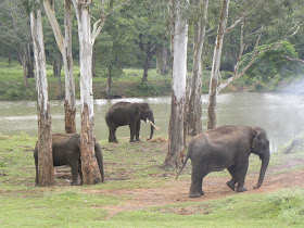 Tamed Elephants, K Gudi