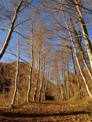 Alberi in inverno