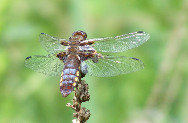 Broad-bodied Chaser Libellula depressa, Loir et Cher, France. Photo by Loire Valley Time Travel.