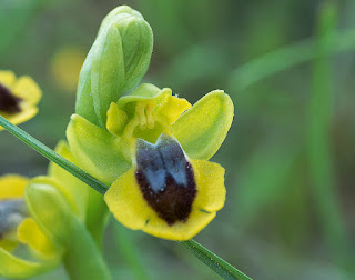 ophrys lutea