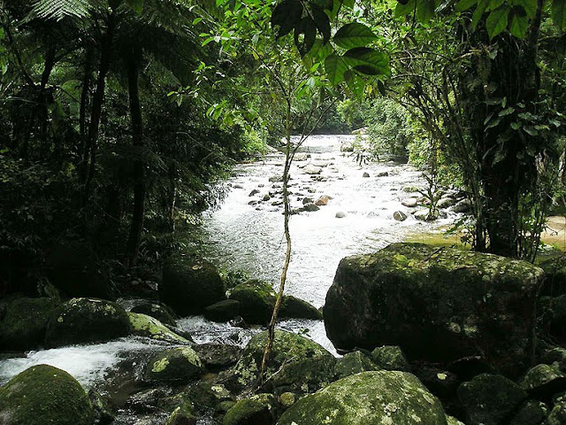 Floresta Estadual de Manduri 