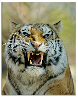 Angry Tiger Face Pictures - roaring tiger wallpaper