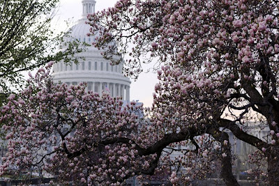 Cherry Blossoms and Capitol