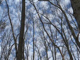 blue sky through trees