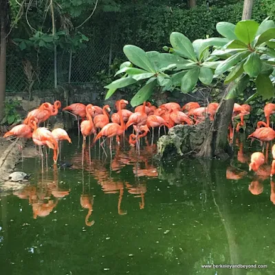 flamingos before the show at Adrasta Gardens, Zoo & Conservation Centre in Nassau, Bahamas