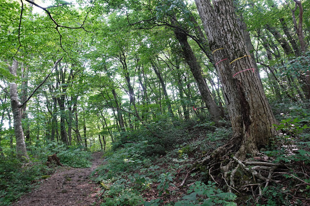 大山の森の散策路