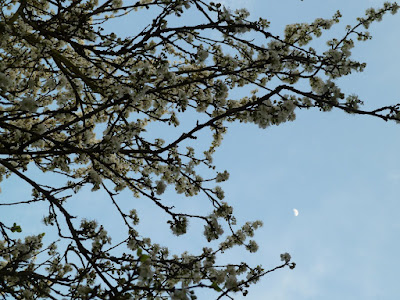 Plum tree blossoms and evening sky with moon 30 Mar 2012