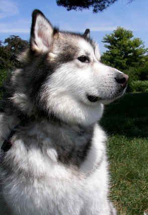 Dog Pictures Online: Alaskan Malamute Dog Breed Images