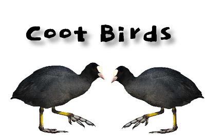 Coot birds