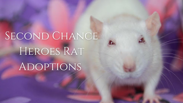 Second Chance Heroes Rat Rescue