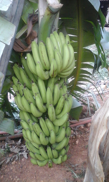 Buah Pisang Dalam Tandannya