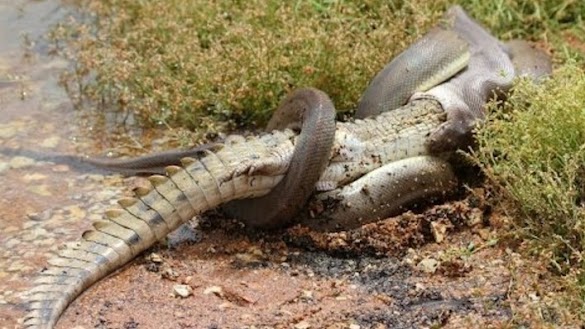 Sulit Dipercaya Ular Piton Ini Kalahkan Buaya Dan Lalu Memakannya