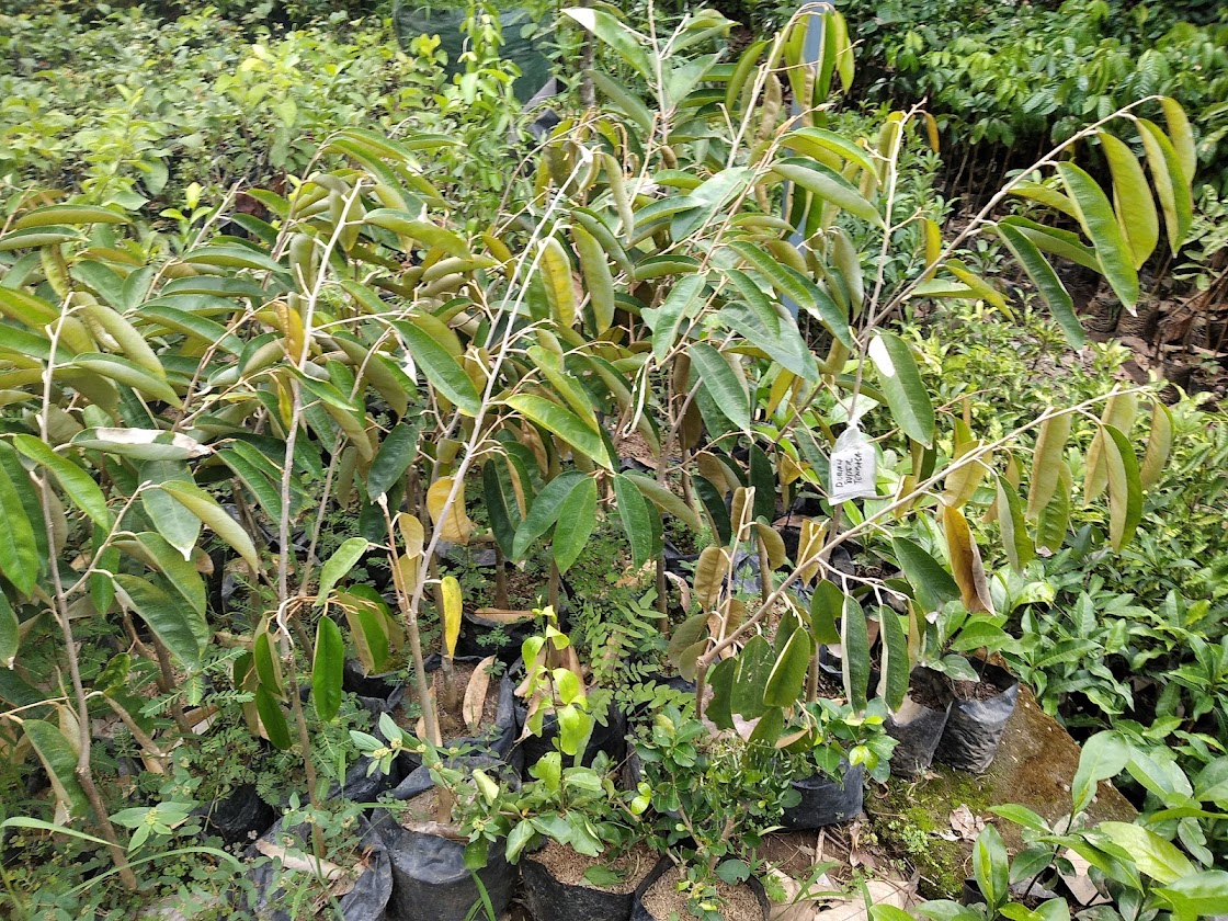 bibit tanaman durian tembaga cepat tumbuh jakarta Riau