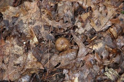 unidentified mushroom