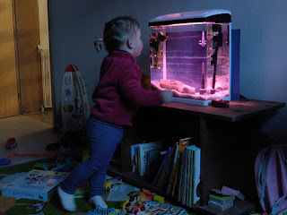 Rosie with the empty fish tank