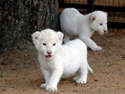 Baby White Lion Pictures