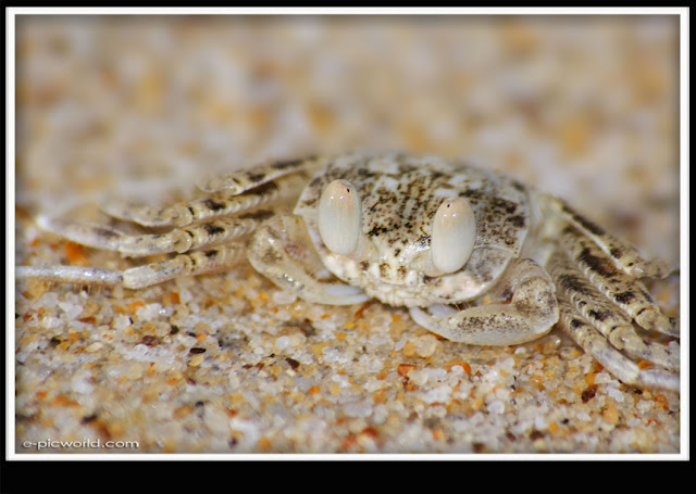 small beach crab picture