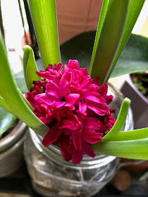 Chez Maximka, growing bulbs in jars at home