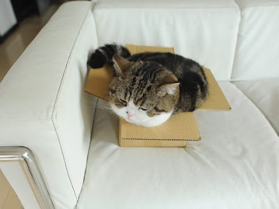 kucing dalam kotak