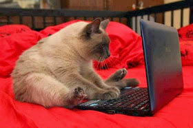 Funny cats - part 80 (40 pics + 10 gifs), cat and laptop