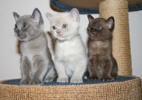 Burmese kitten picture