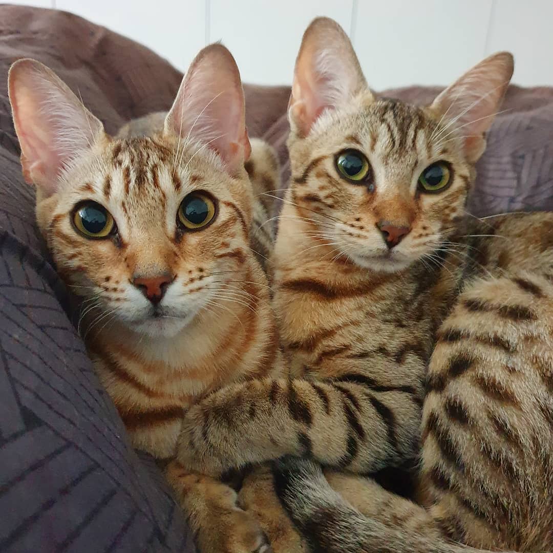 Two Cheetoh Cat sisters