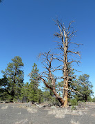 I loved the shape of this dead tree. We didn't stay long as it doesn't .