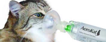 pengertian Nebulize kucing