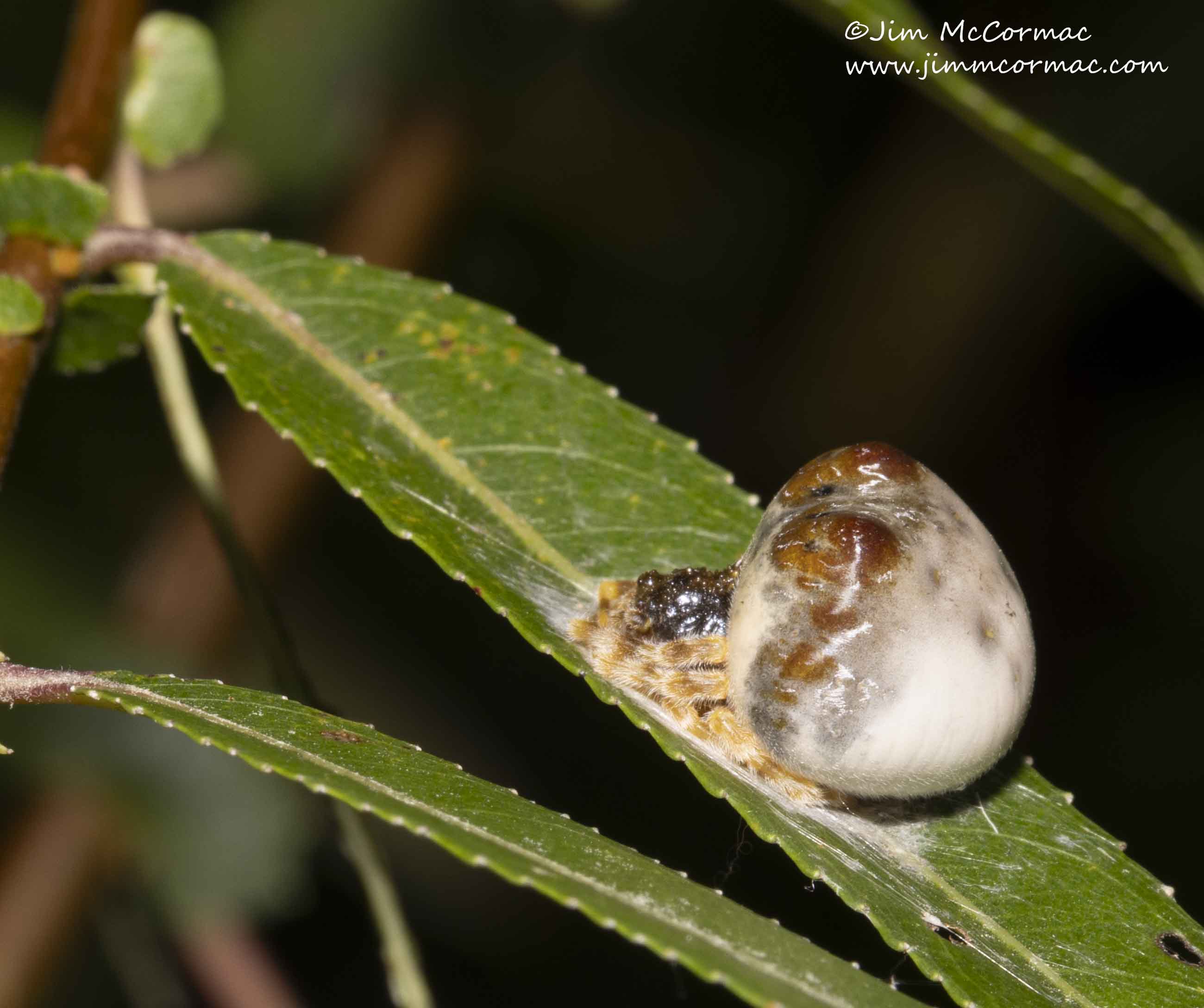 New spider species discovered in southern Indiana cave