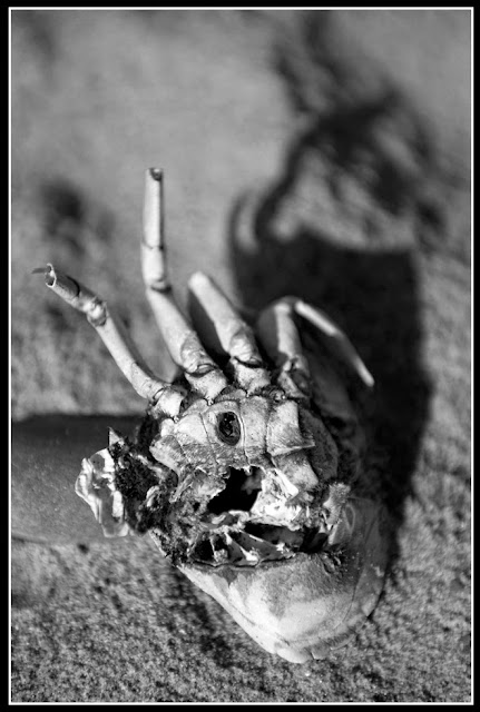 Dead; Death; Crab; Future Fossils; Decay; Skeletonal