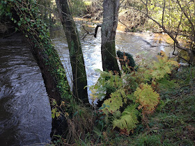 By E.V.Pita / River Anllóns to Ponteceso, Galicia, Spain, Fall 2012