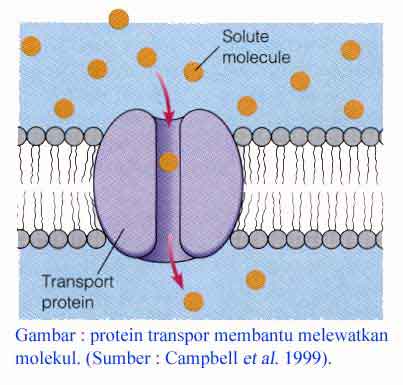 ANWARUL AL - MUSLIMIN: contoh laporan biologi "osmosis dan 