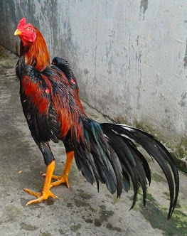 Penggemar Ayam  Laga  Mengenal Jenis  Warna  Ules Bulu Ayam  