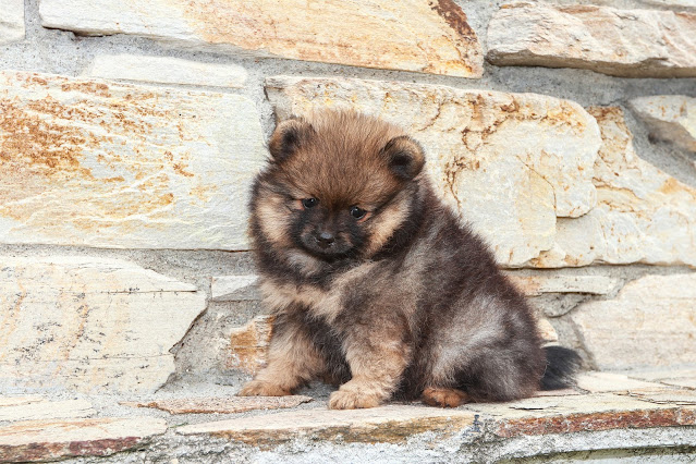 dog-breeds-look-like-bears