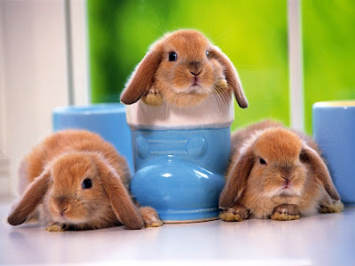 Cute Rabbit Normal Resolution HD Wallpaper 5
