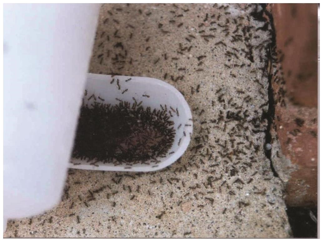 17 Small Crawling Bugs In Kitchen Little Black Ants How to Get Rid Small / Tiny Black Ants Small,Crawling,Bugs,In,Kitchen