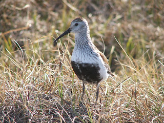 [Breeding season Dunlin at Arctic NWR]