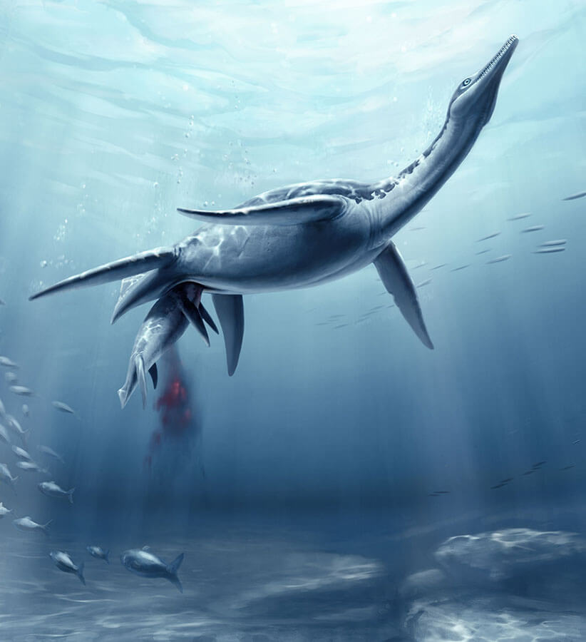 Plesiossauro Plesiosauria Desenho Realista Animais Extintos Dos