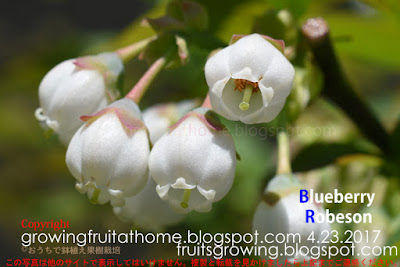 ブルーベリーロブソンの開花 Blueberry Robeson