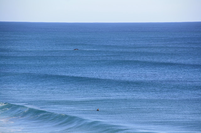 Logans Beach Whale Nursery