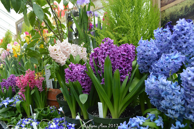 Botanical Garden at Smith College Spring Bulb Show