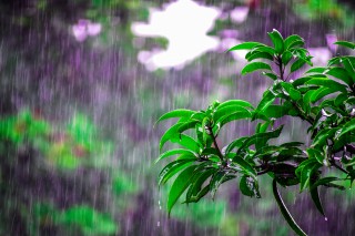 Essay On Rainy Season In Hindi and English