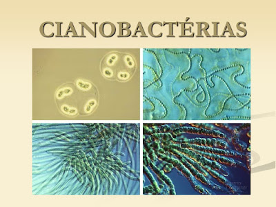Cianobactérias
