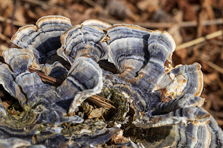 [Polyporaceae] Trametes versicolor – Polypore Mushroom (a shelf mushroom)