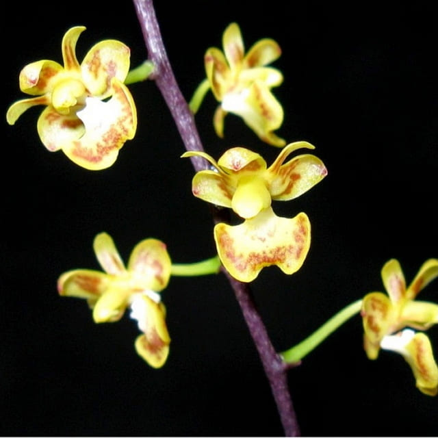 Anggrek Phalaenopsis Chibae