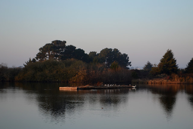 egrets in the trees