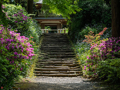 Tsutsuji (Rhododendron) flowers: Jochi-ji