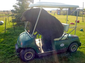 Funny animals of the week - 13 December 2013 (40 pics), bear riding golf car