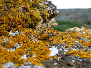 Some plants in the ruined fort on Dalkey Island.